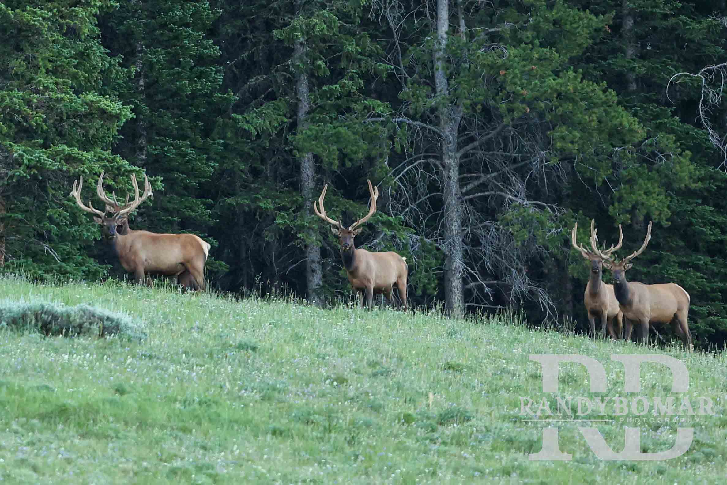 Elk