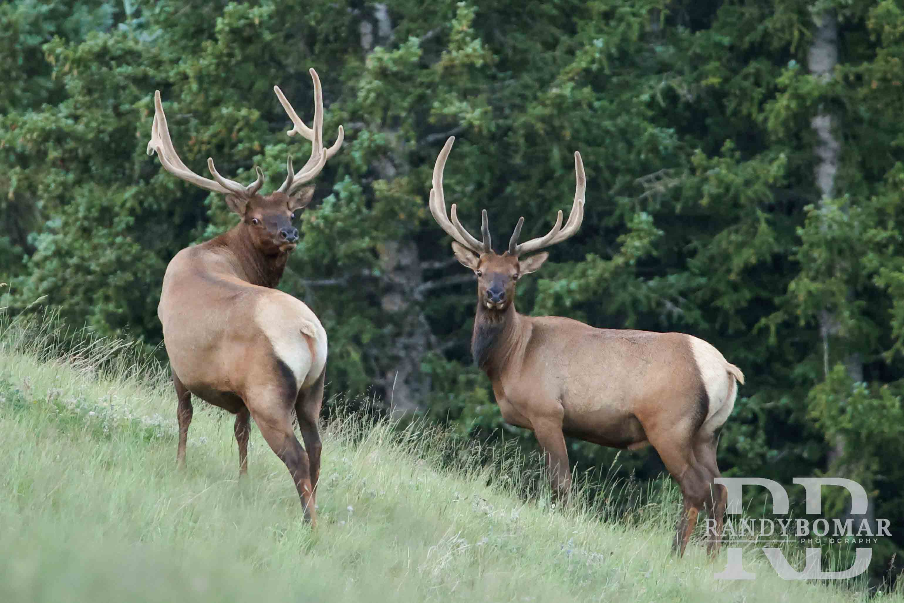 Elk