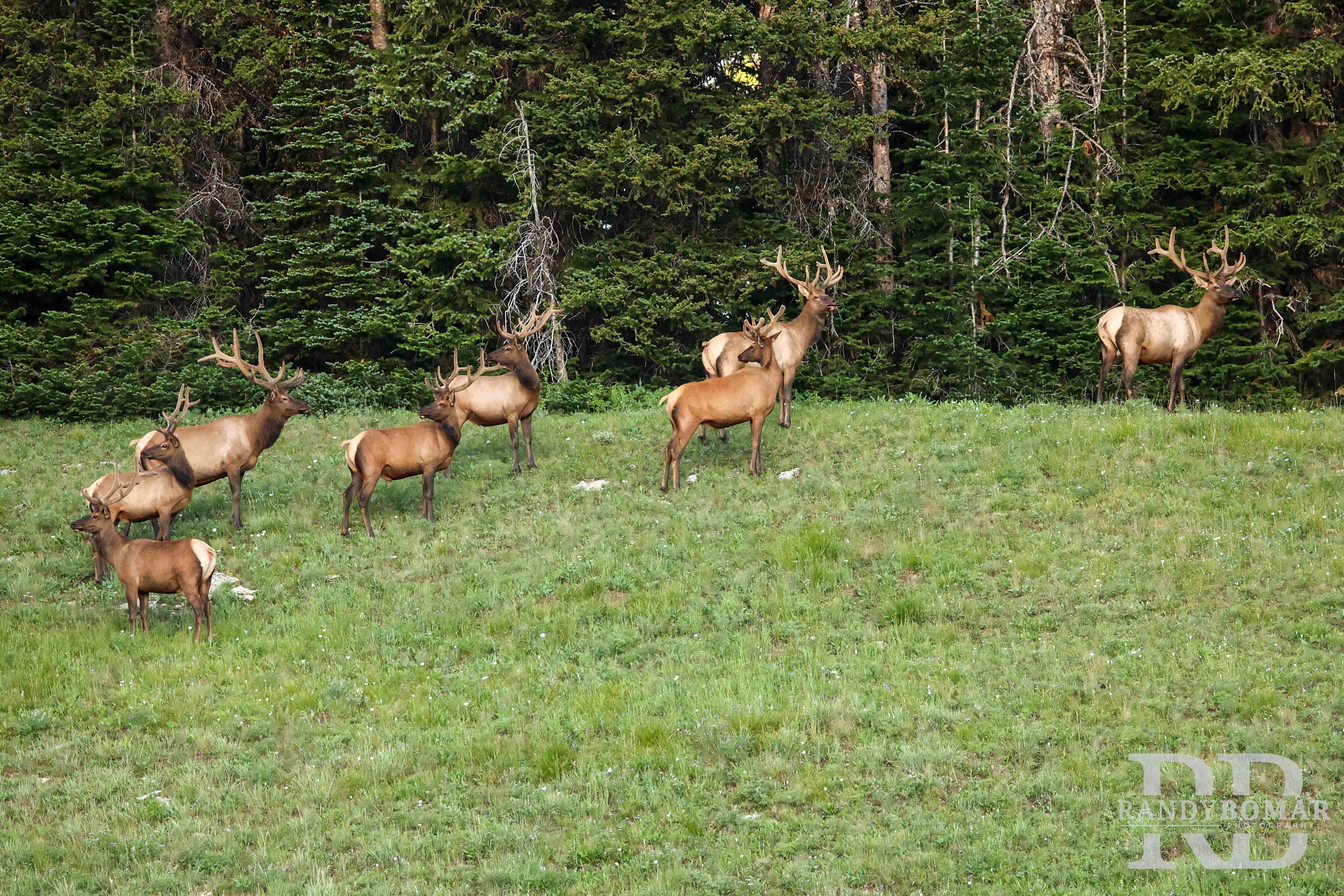 Elk