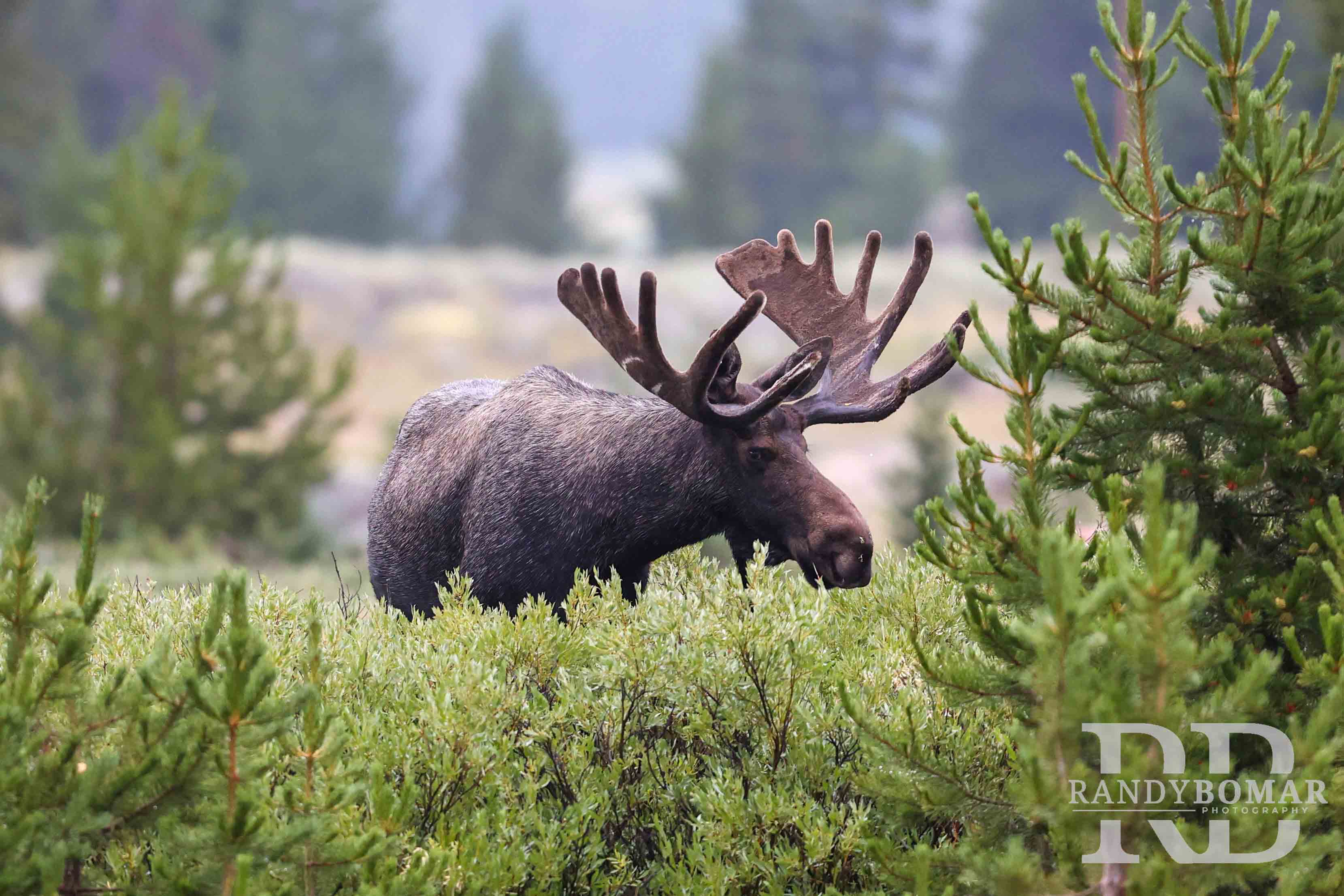 Moose