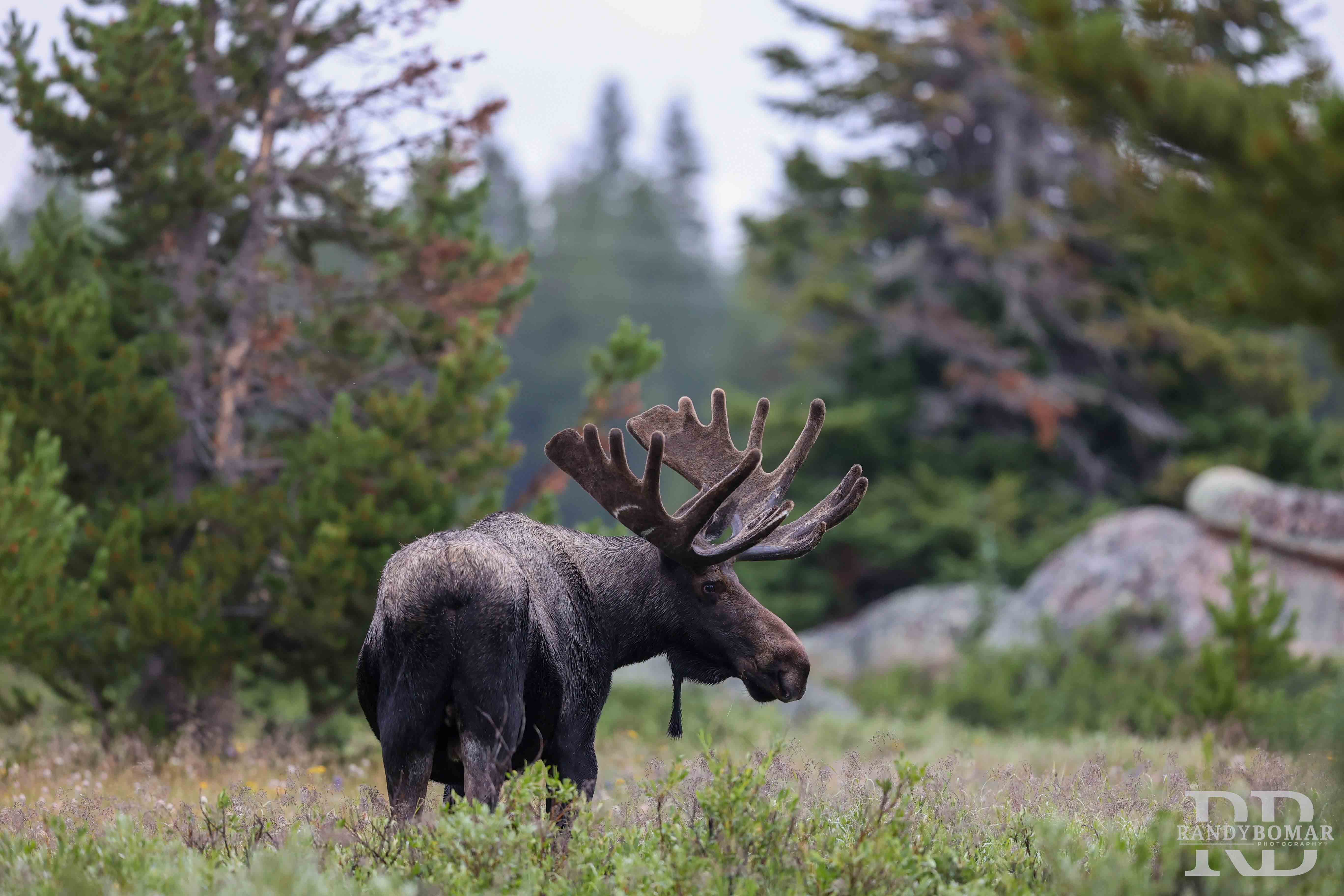 Moose