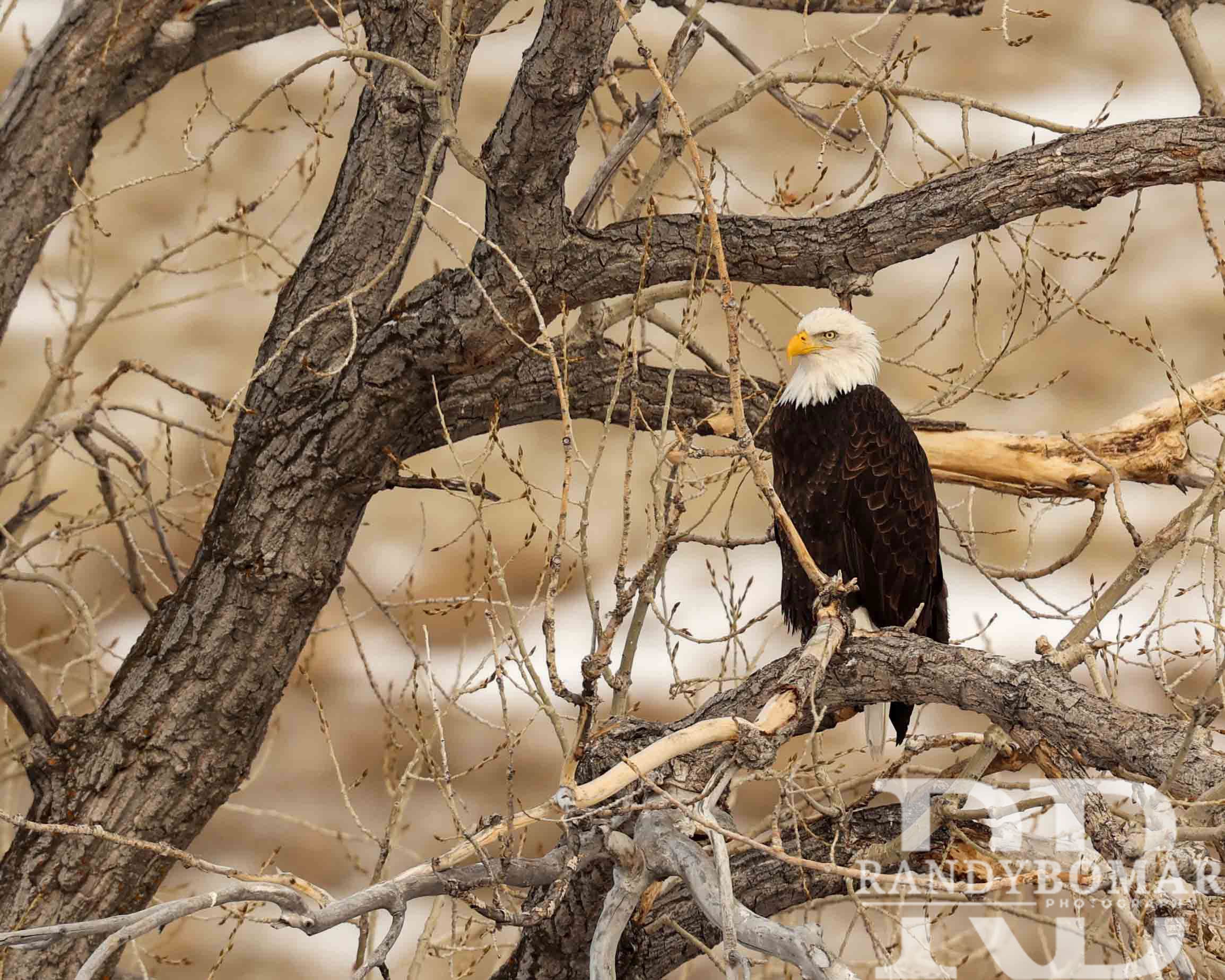 Winter Eagle