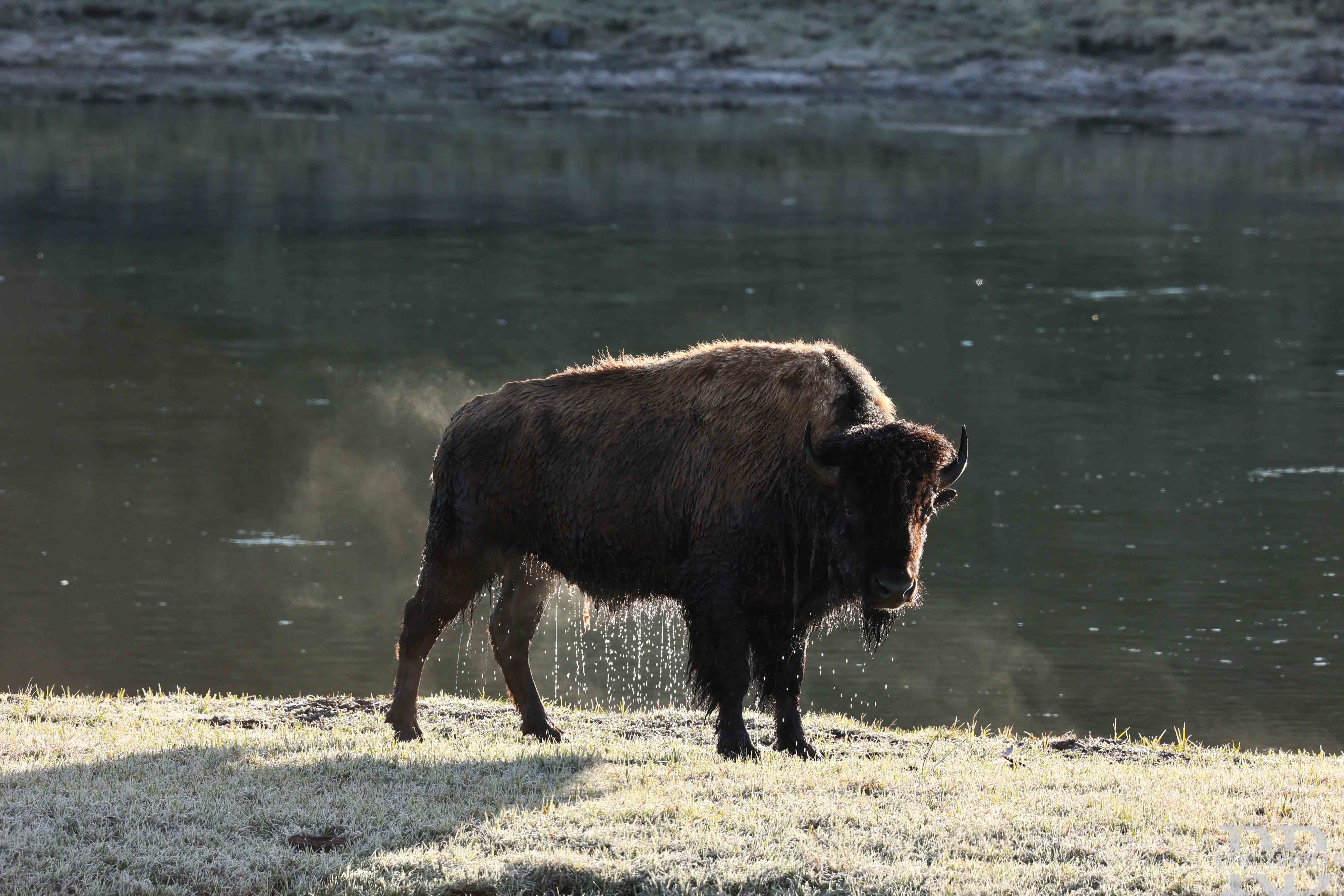 Bison