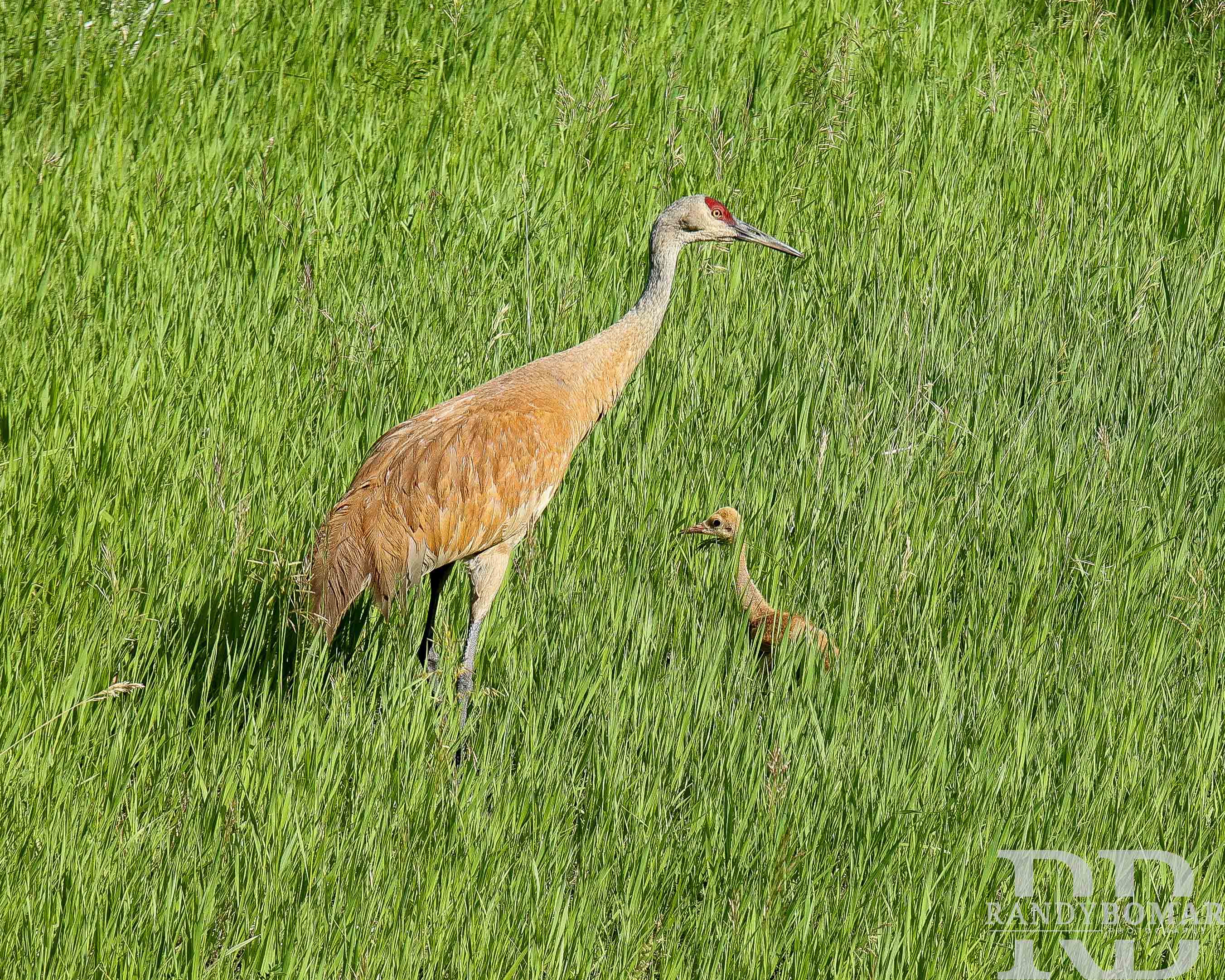 Sandhill Crane