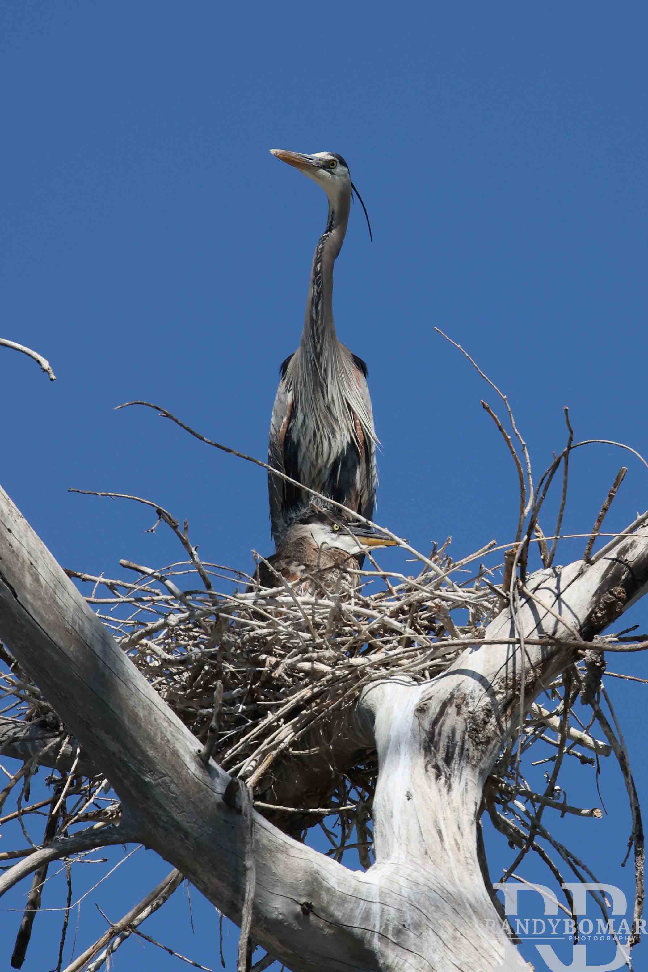 Sandhill Crane