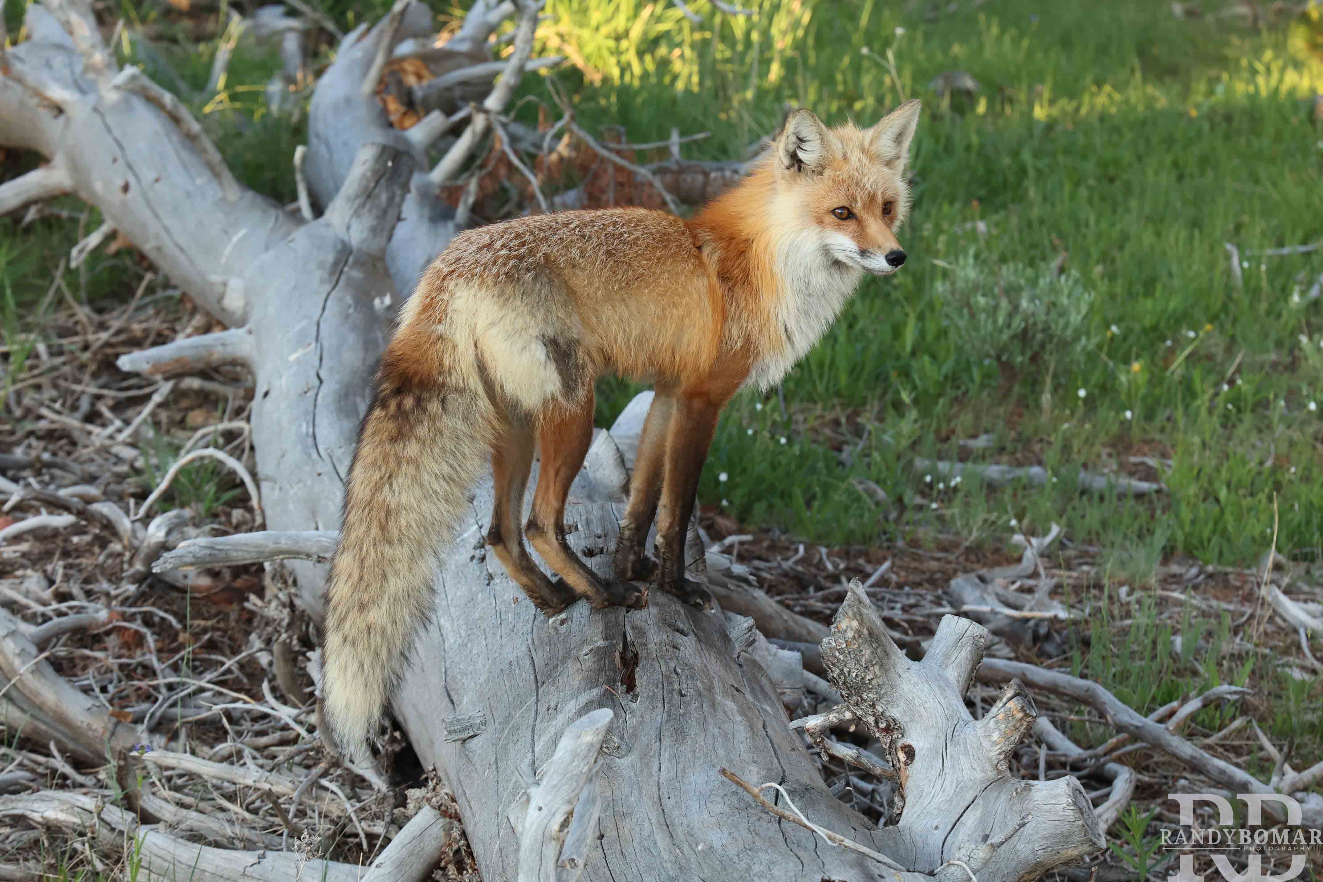 Fox