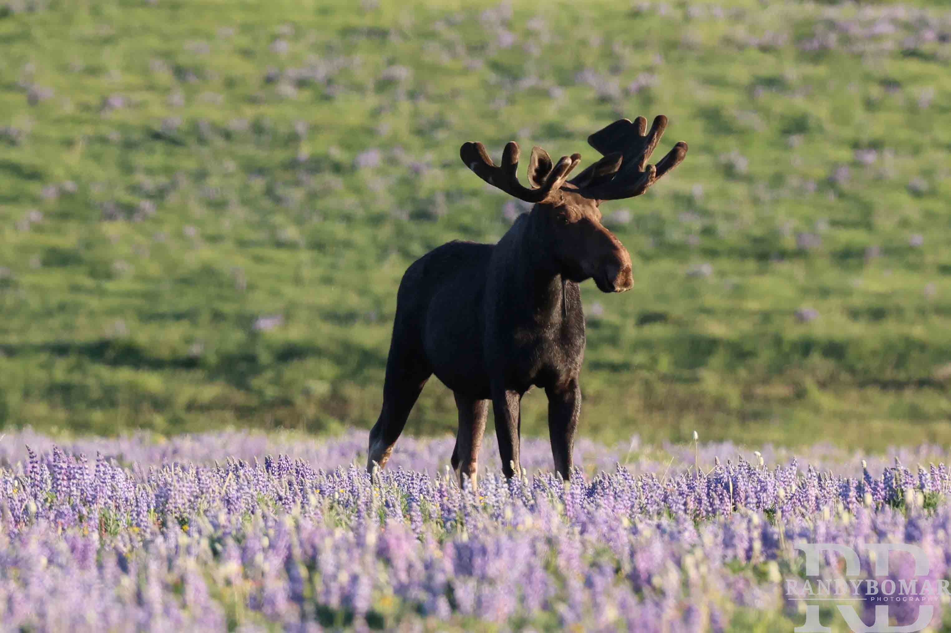 Moose