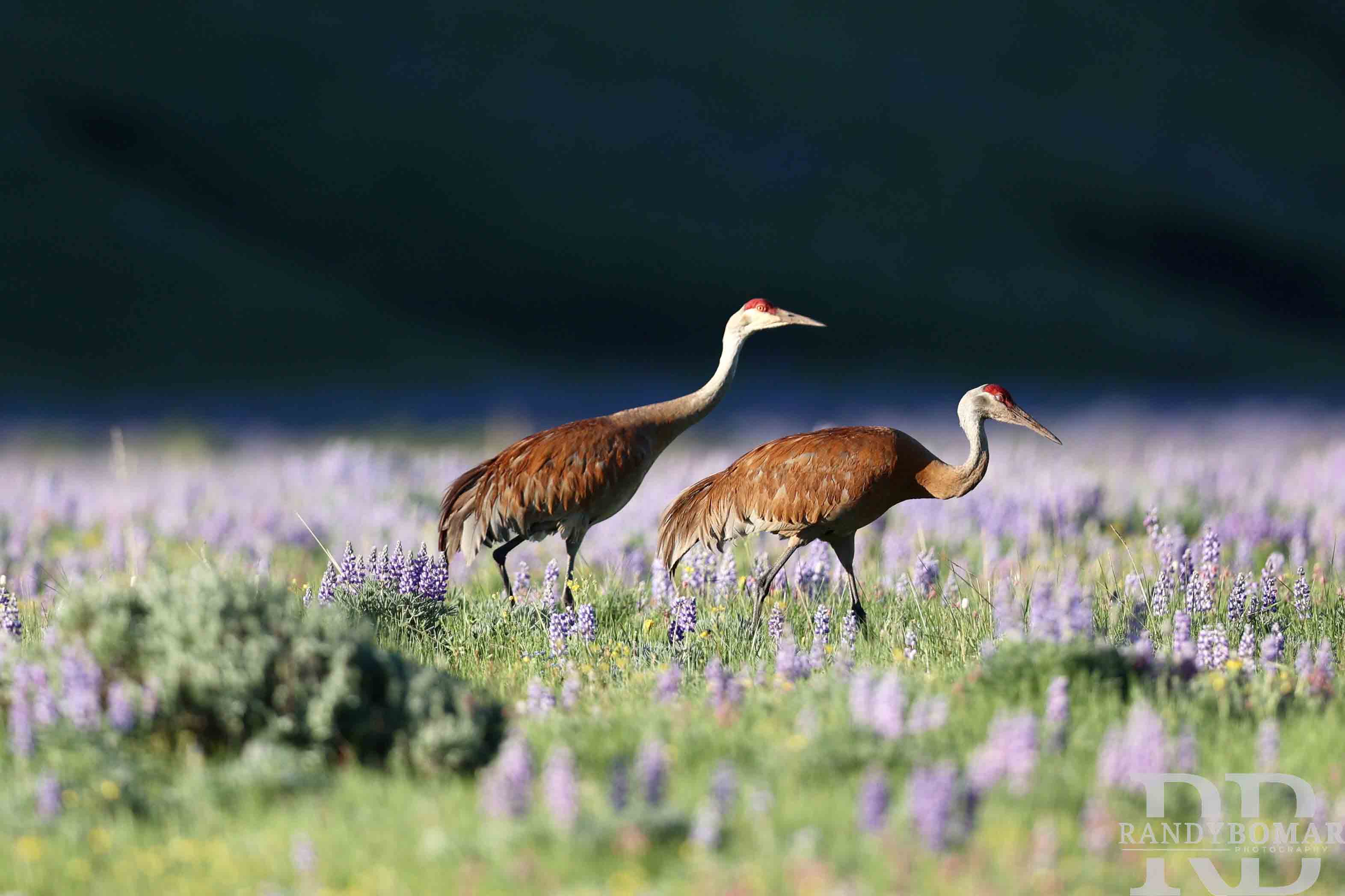 Sandhill Crane