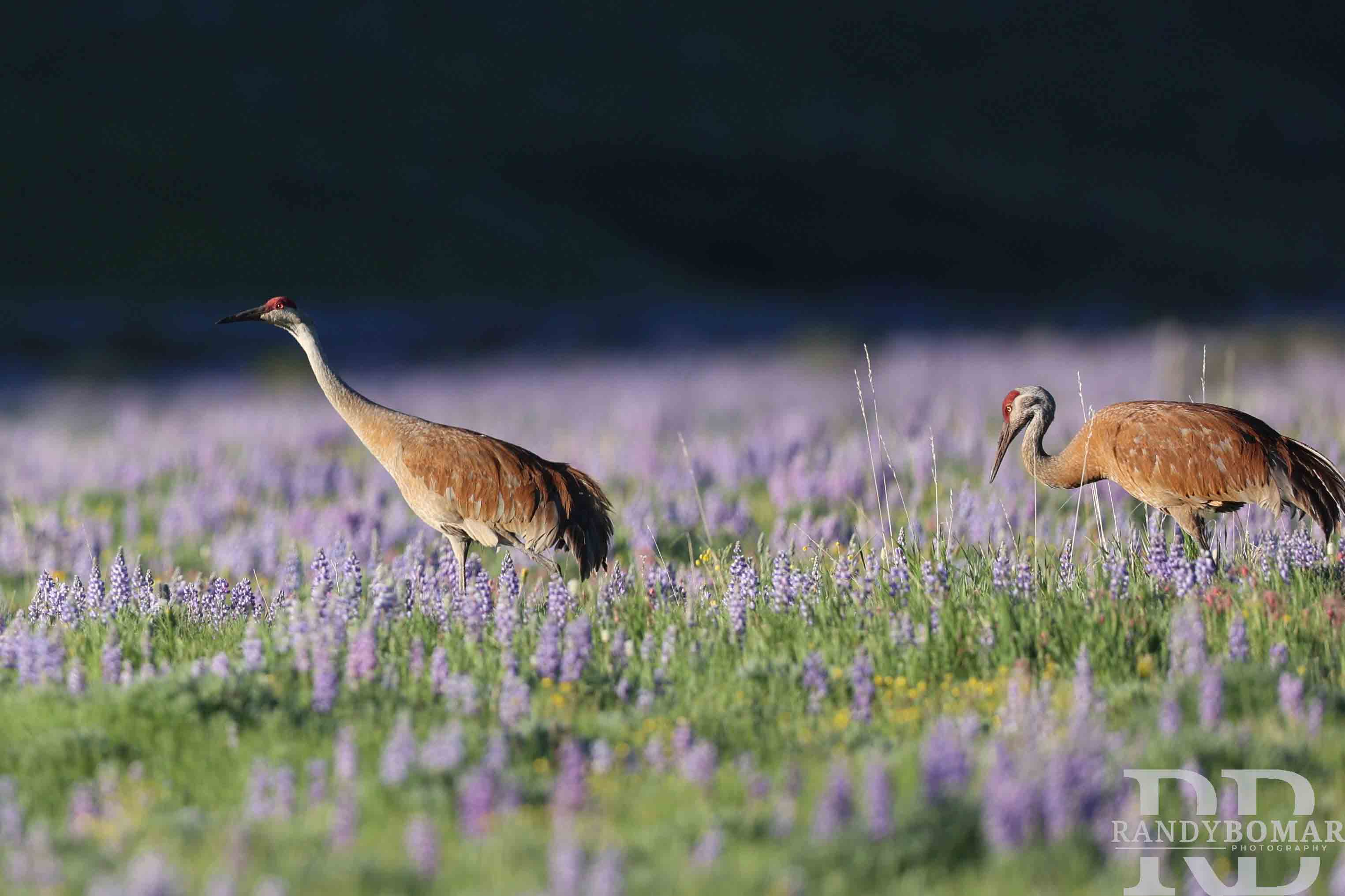 Sandhill Crane