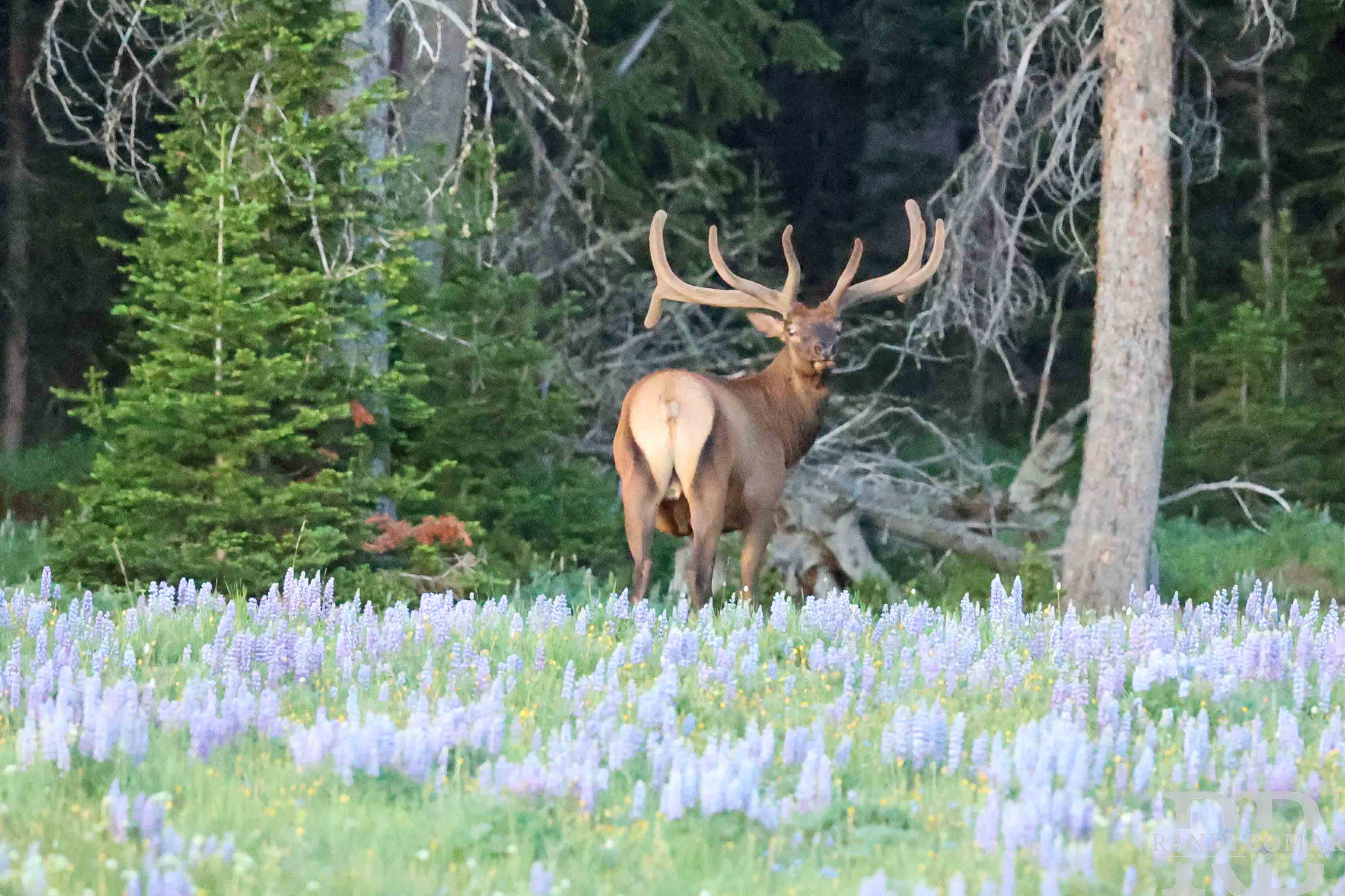 Elk