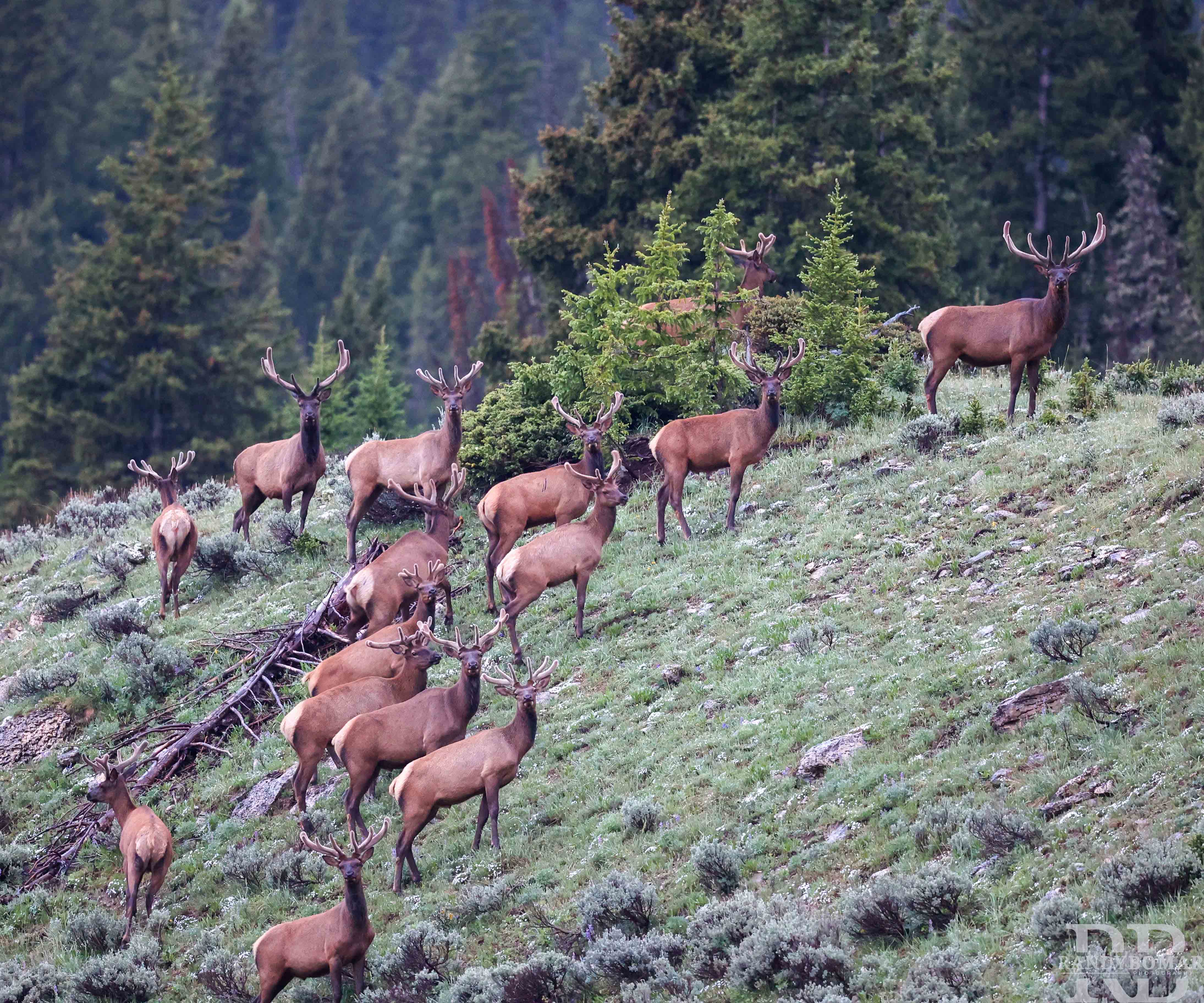 Elk