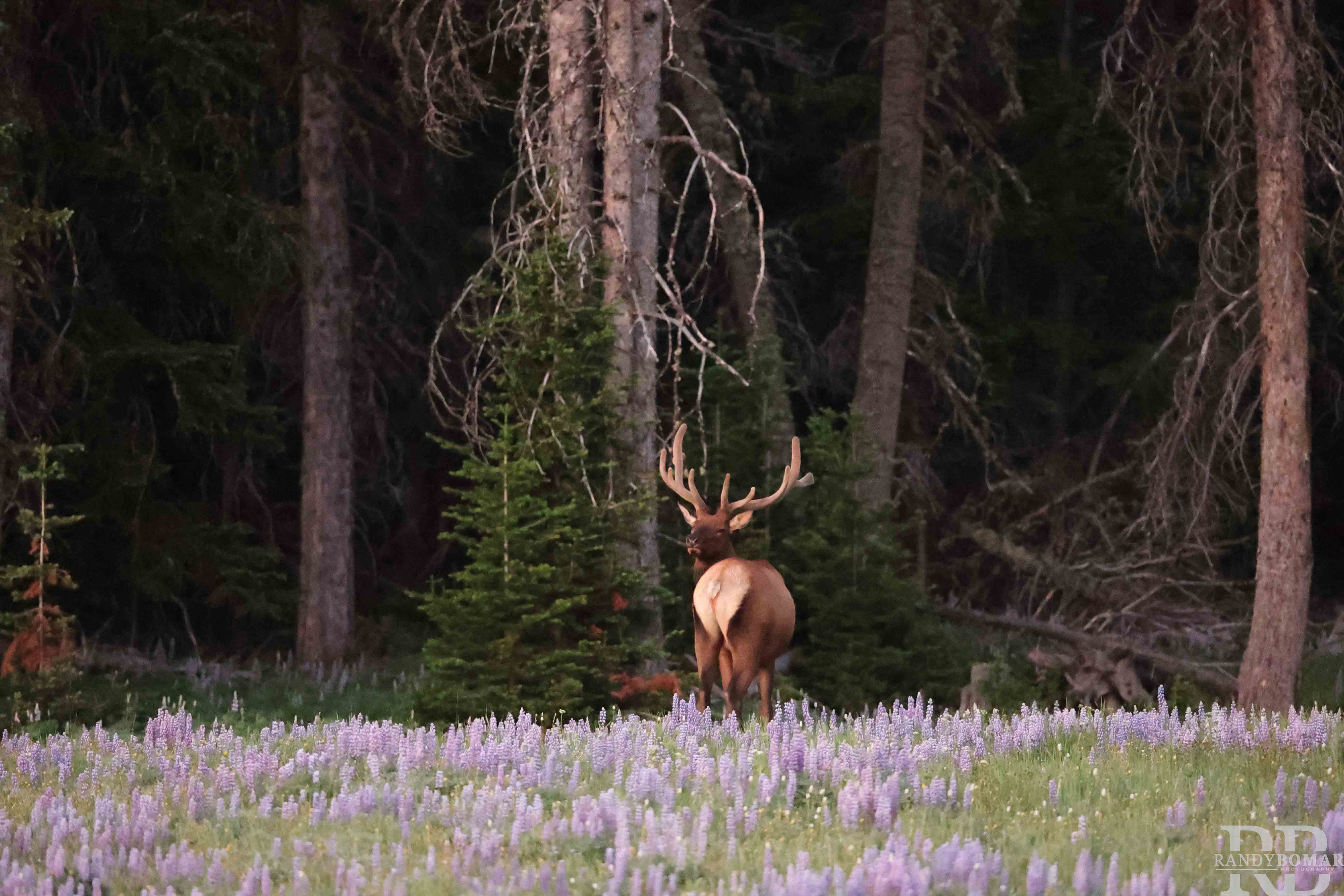 Elk