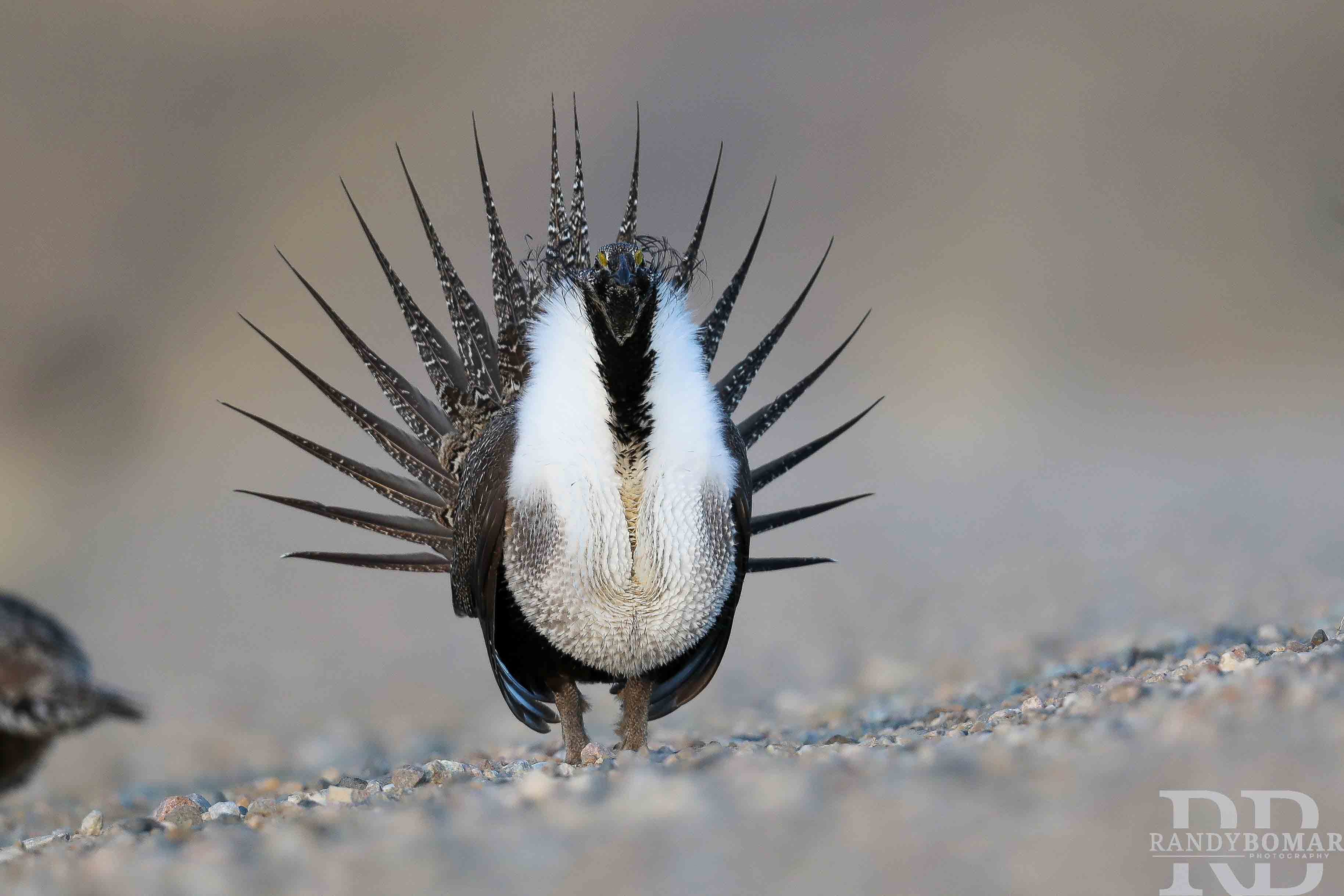 Sage Grouse