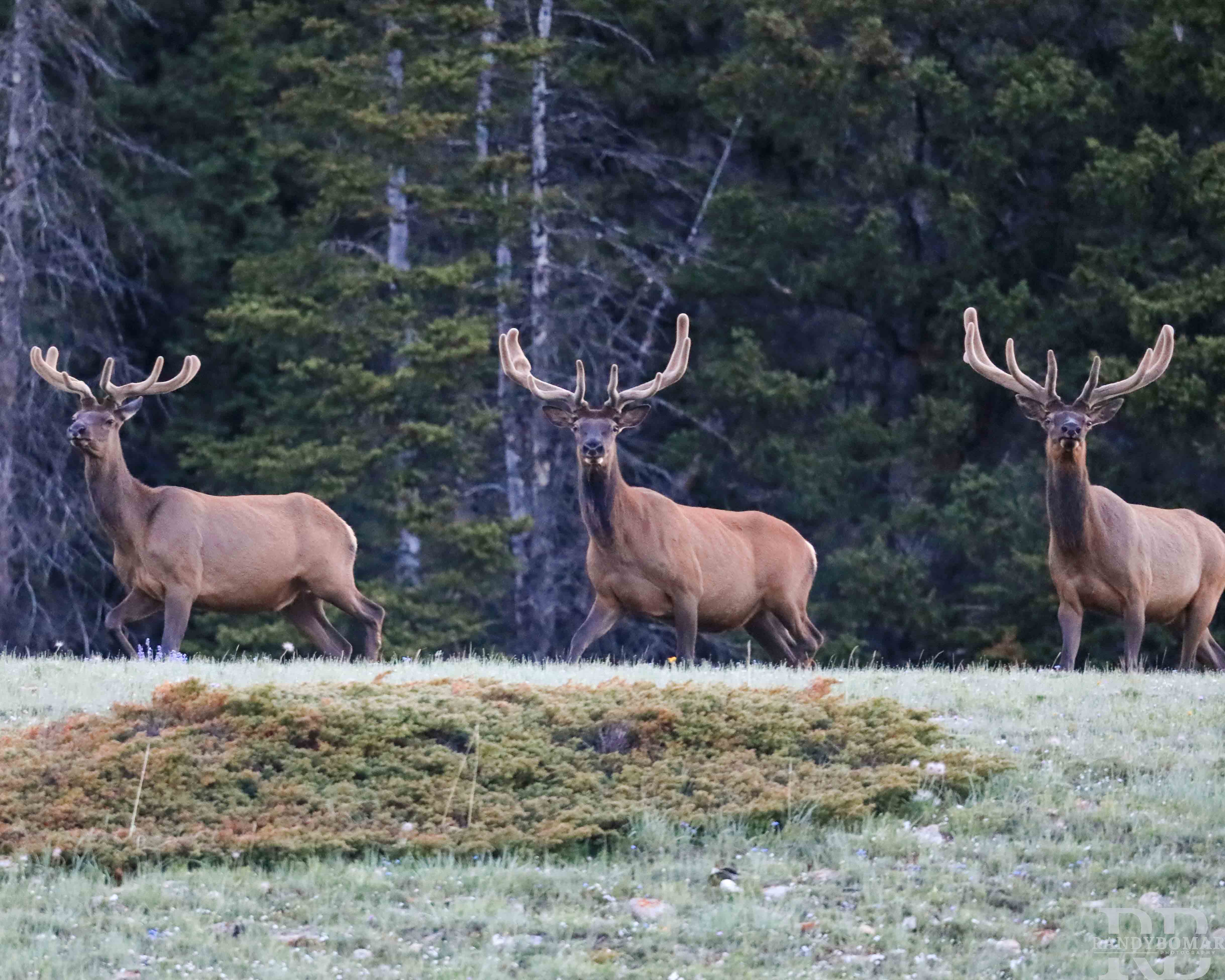 Elk