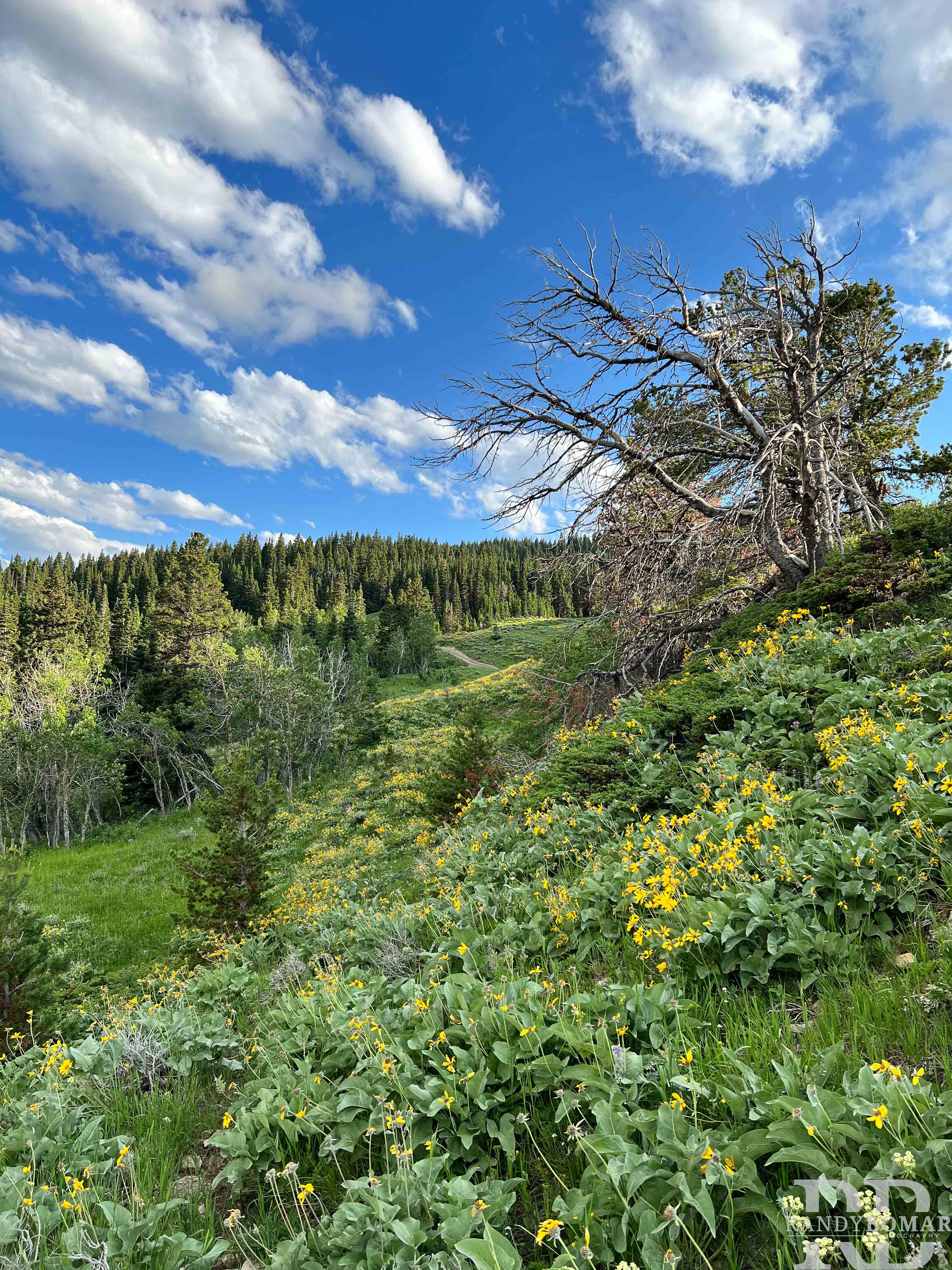 Meadows