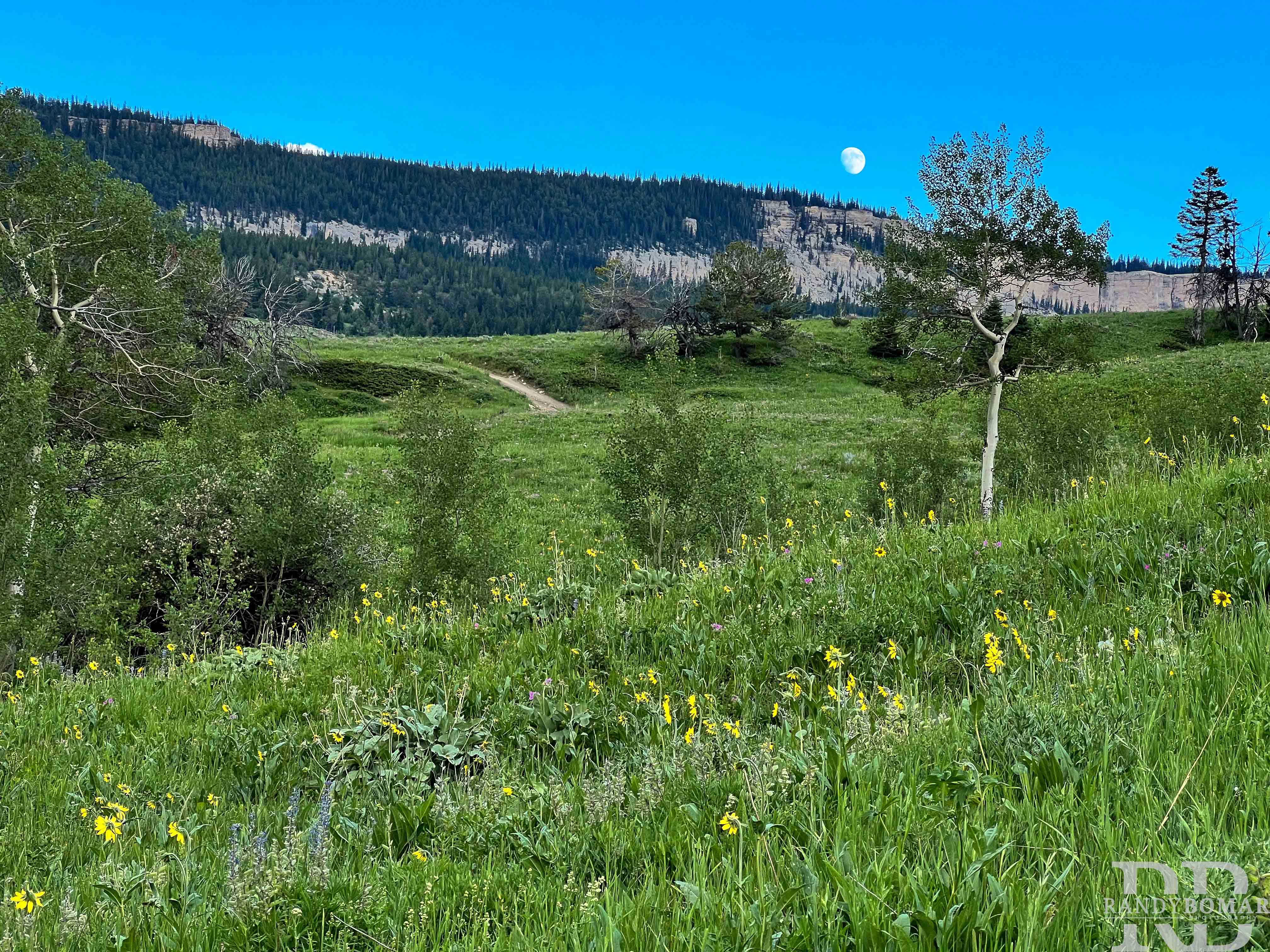 Meadows