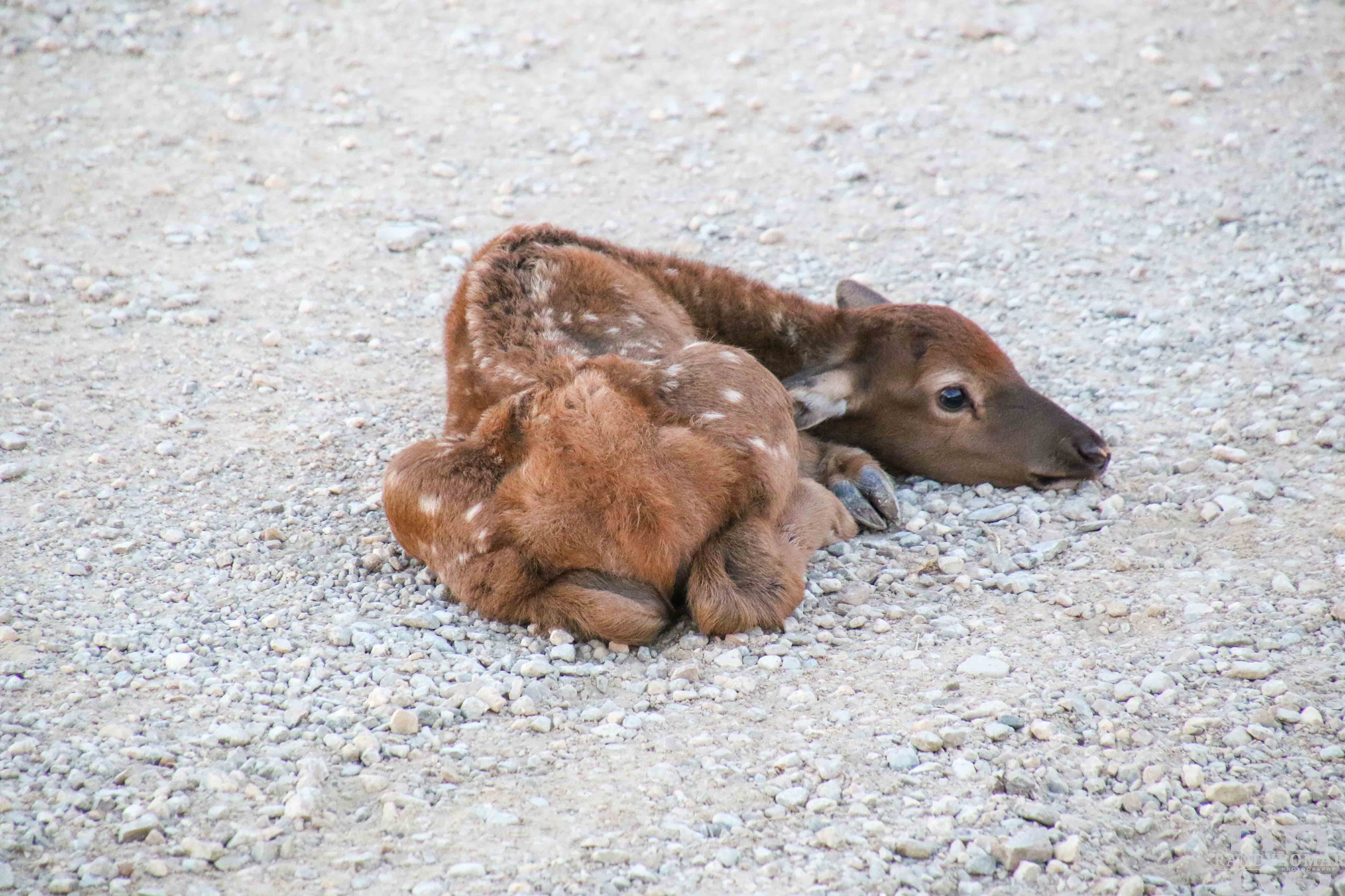 Elk