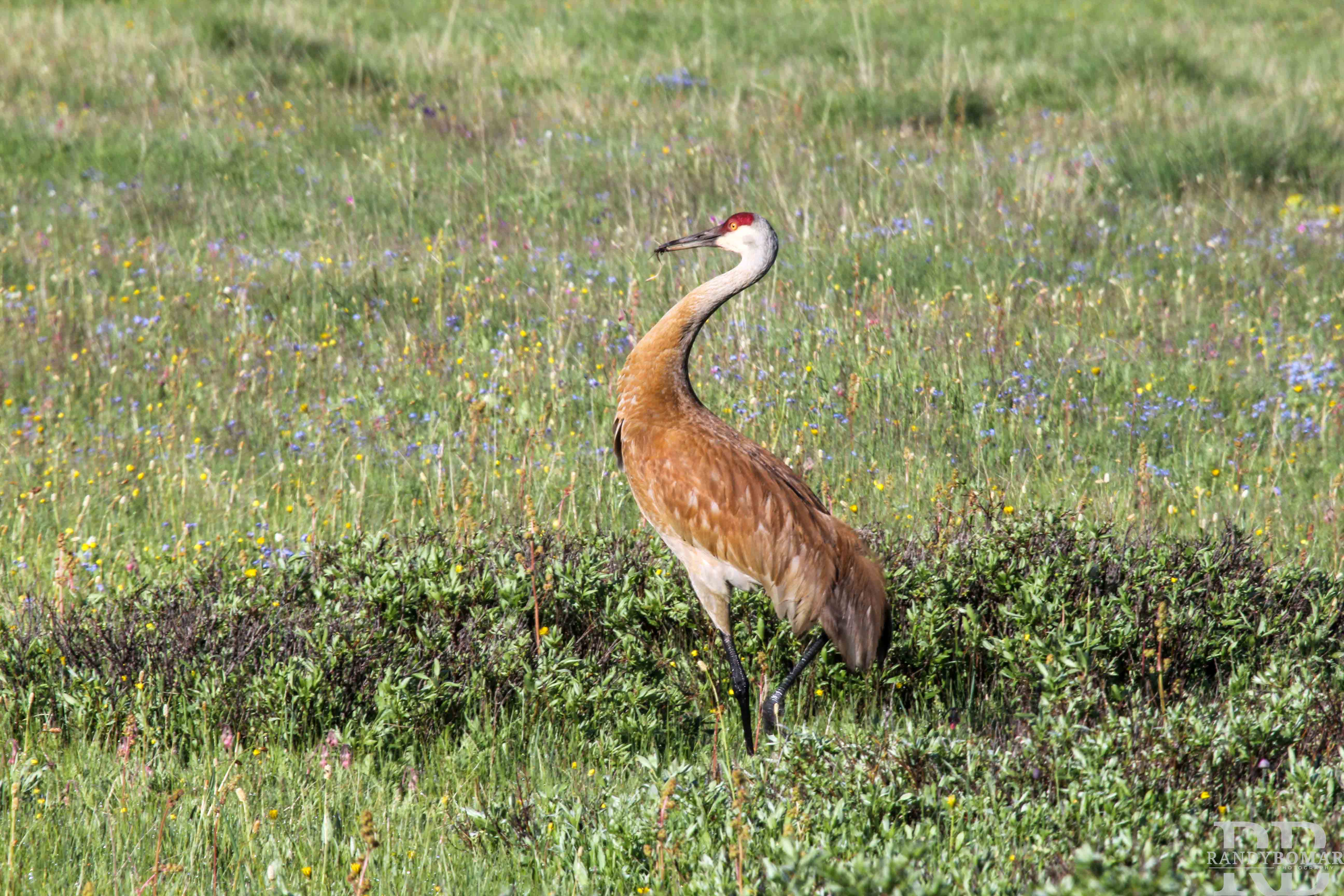 Sandhill Crane