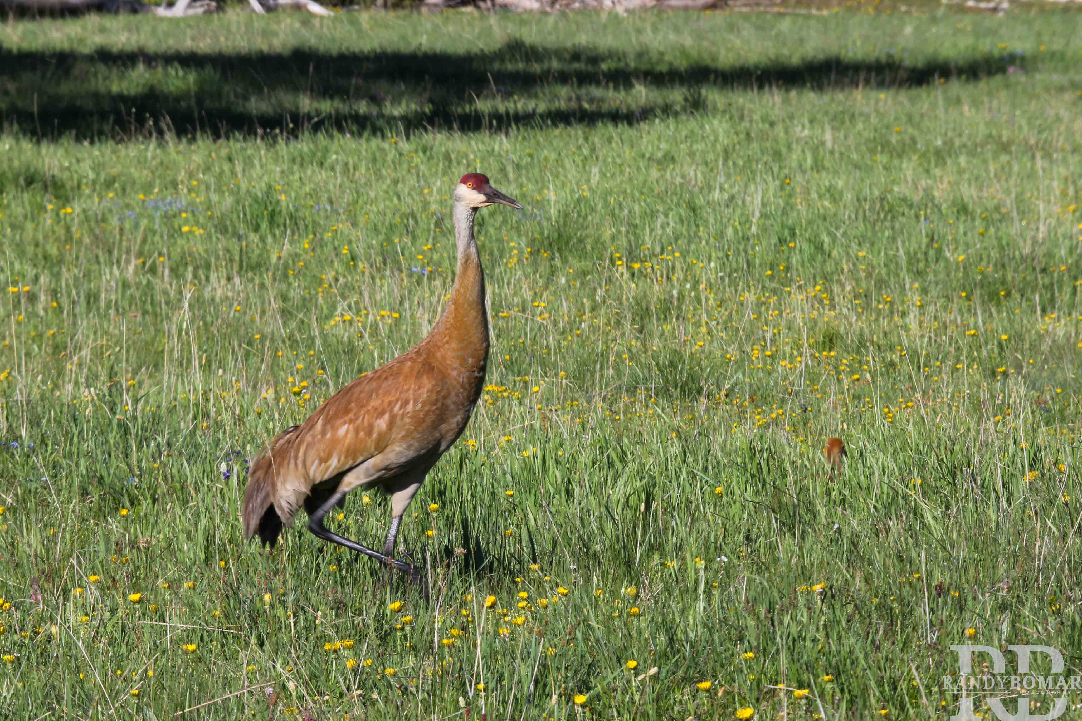 Sandhill Crane