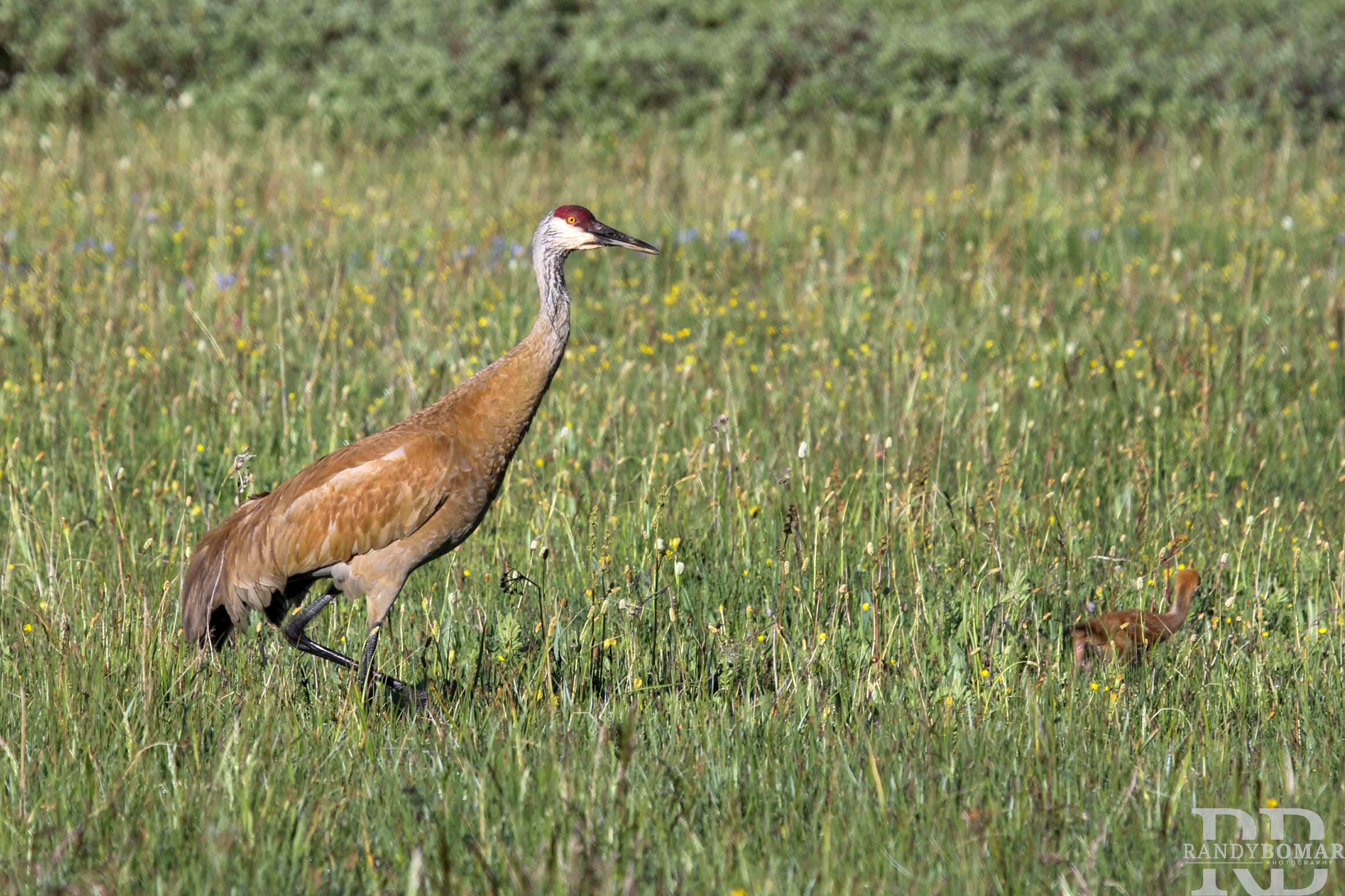 Sandhill Crane