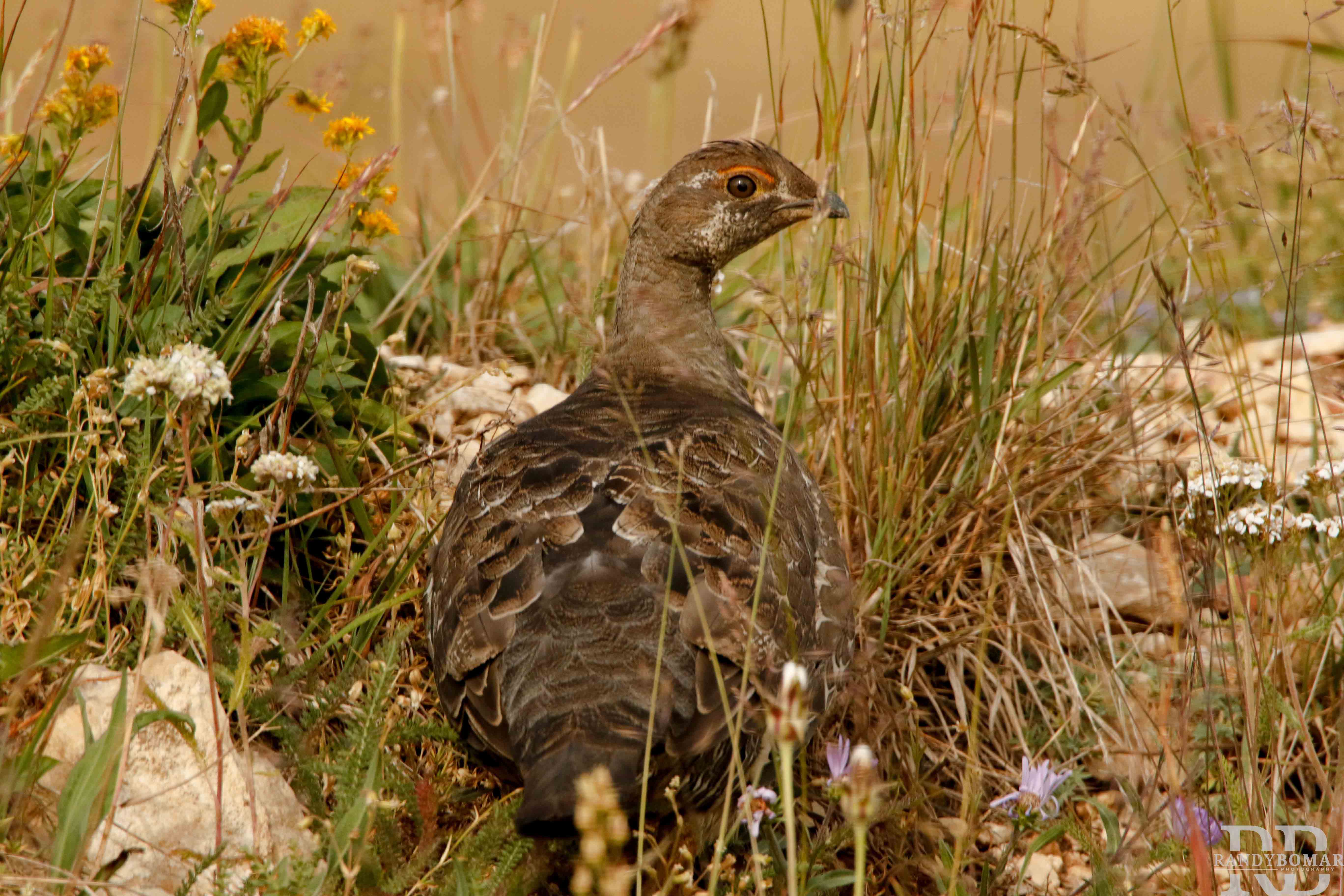 Blue Sage Grouse