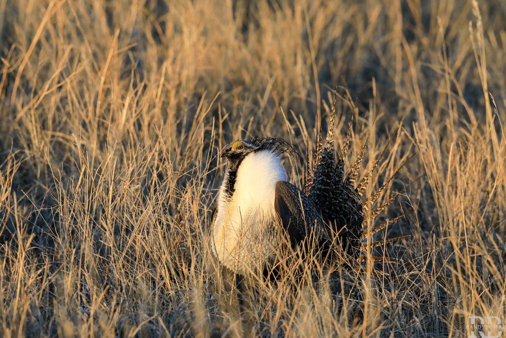 Sage Grouse