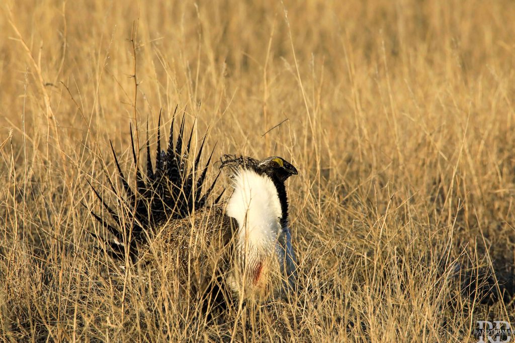 Sage Grouse