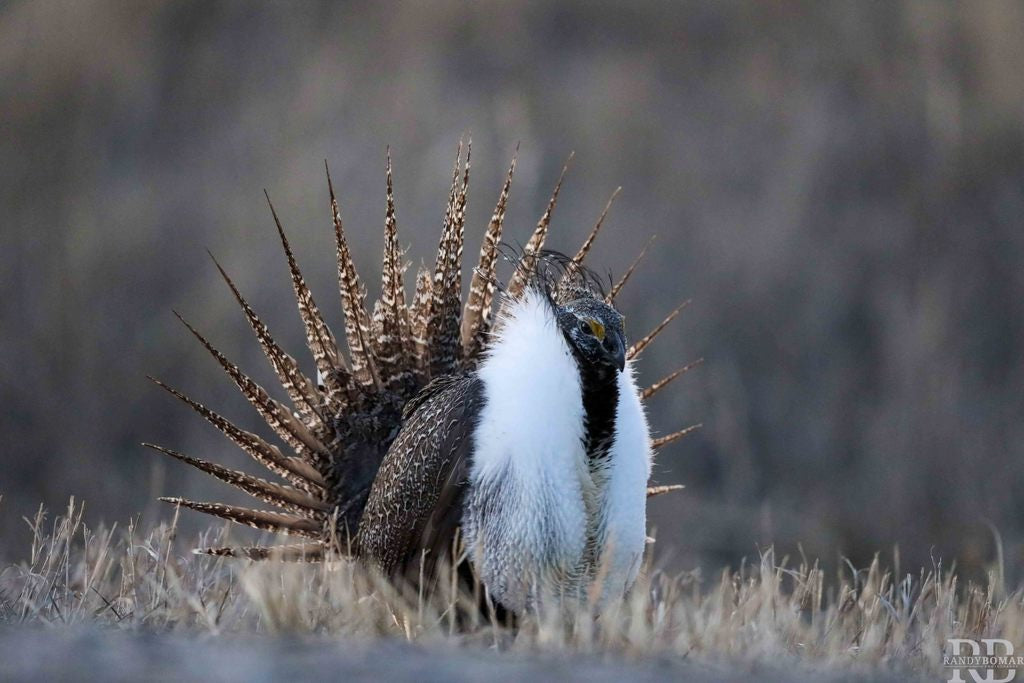 Sage Grouse