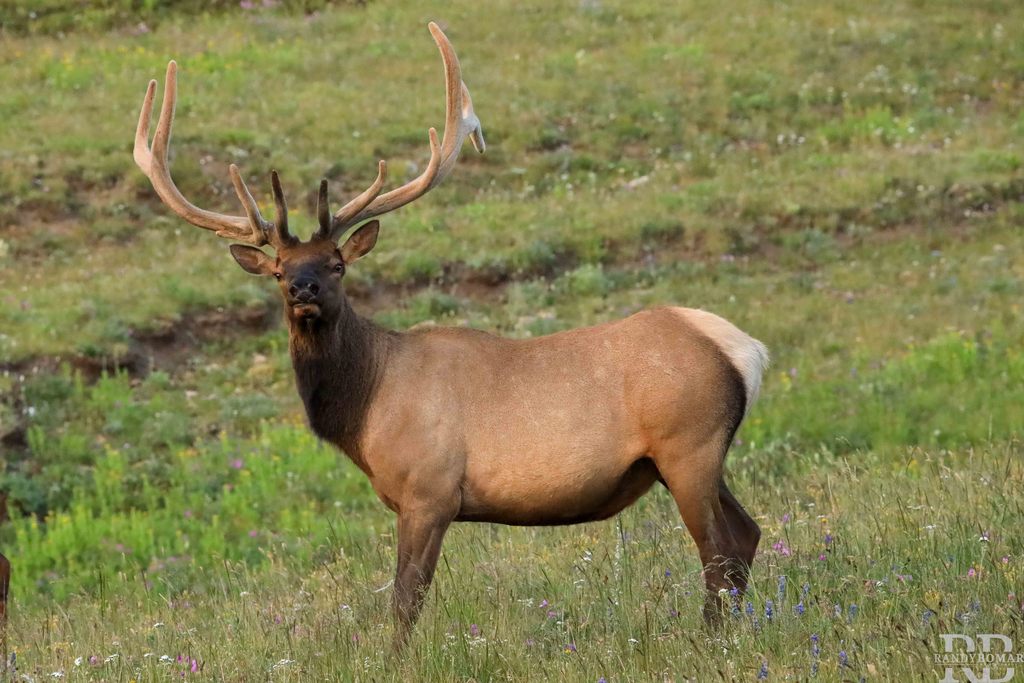 Elk