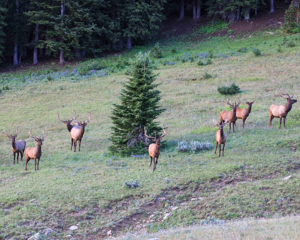 Elk