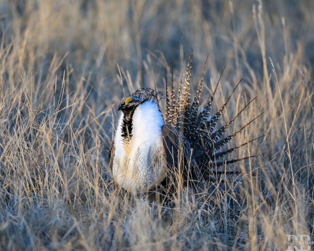 Sage Grouse