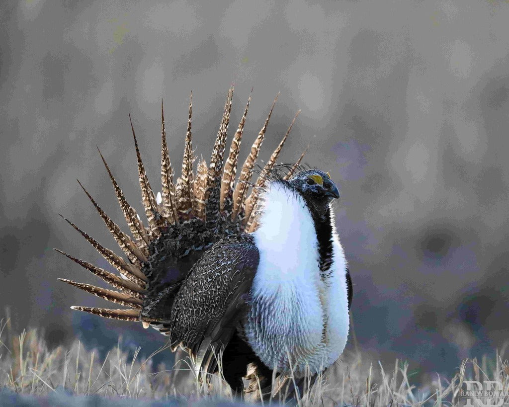 Sage Grouse