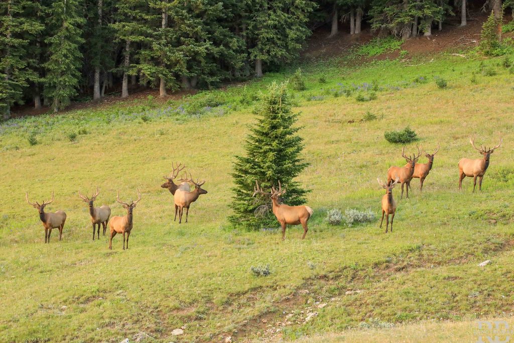 Elk