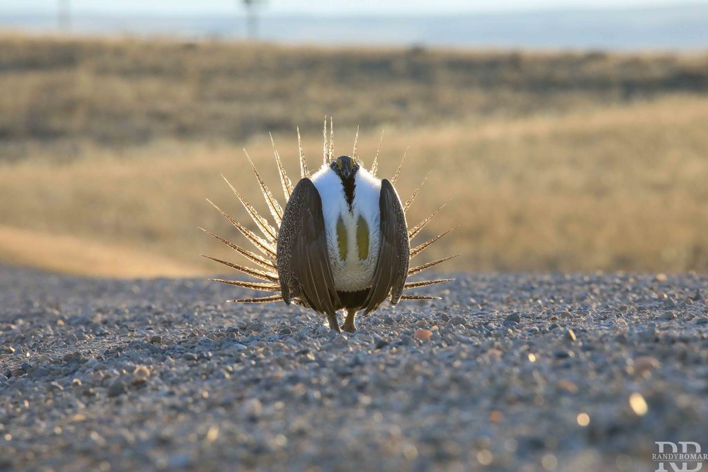 Sage Grouse