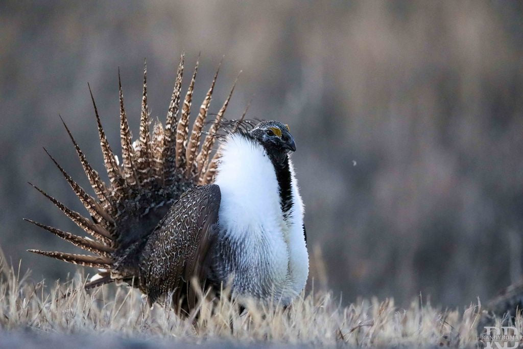 Sage Grouse