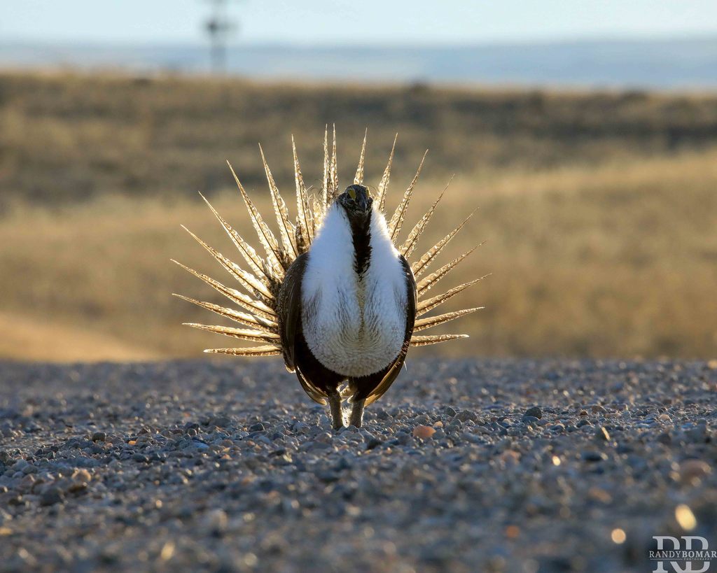 Sage Grouse