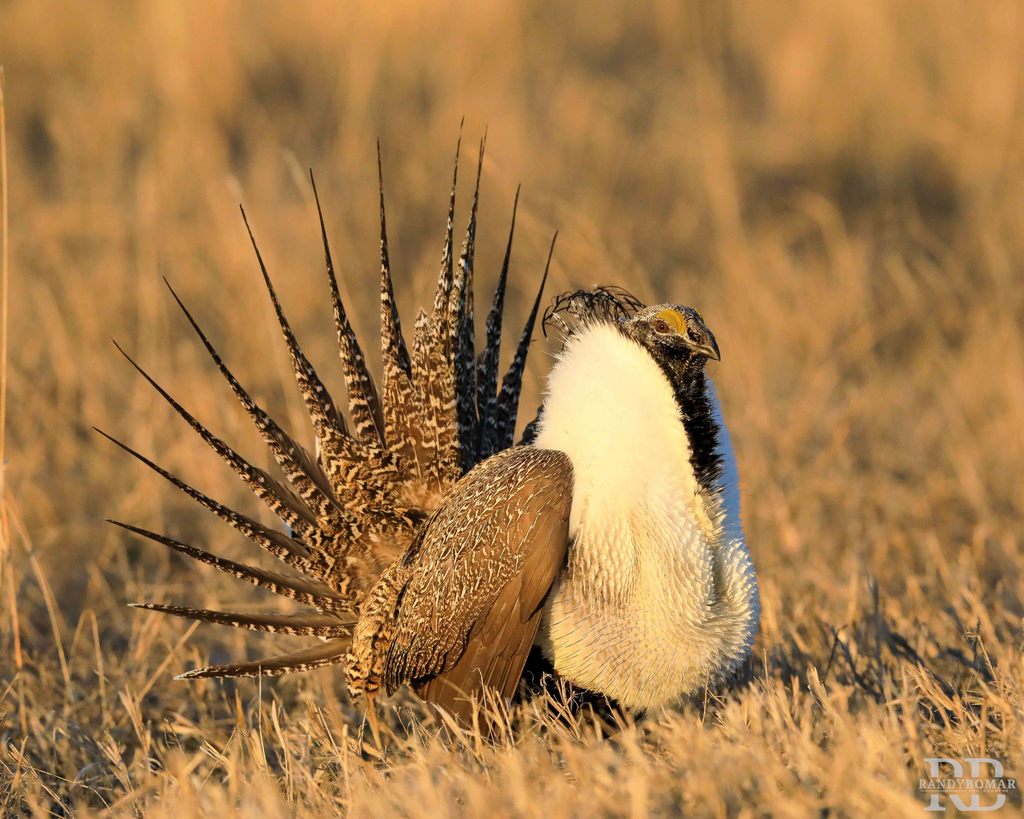 Sage Grouse