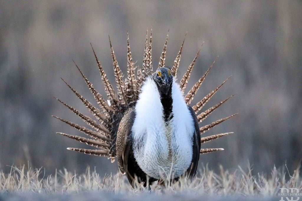 Sage Grouse