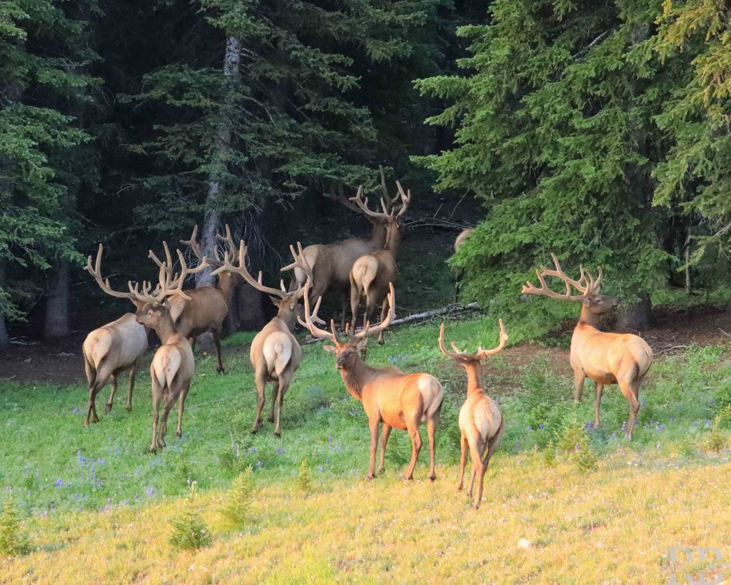 Elk